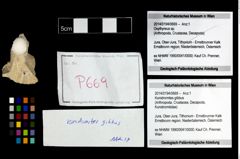 Foto (Objekt + Etikett) von Konidromites gibbus  (NHMW-GEO-2014-0194-0669)